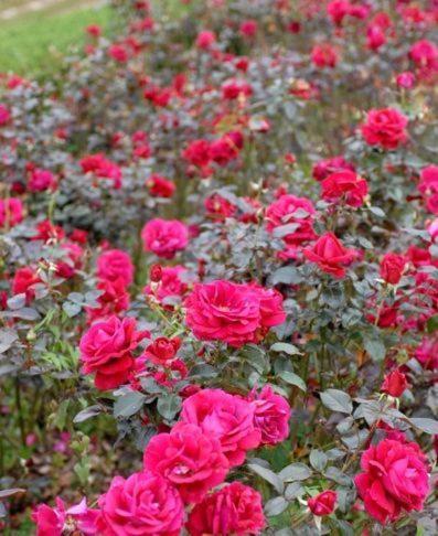 Chateau Belles Graves Bed & Breakfast Pomerols Bagian luar foto